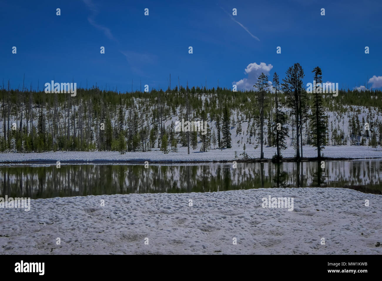 Outdoor view of frozen forest, pine tree partial covered with snow and ...