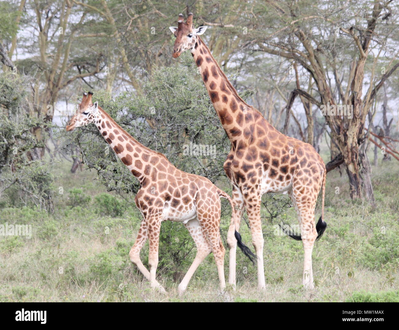 Giraffes walking in front of the trees Stock Photo