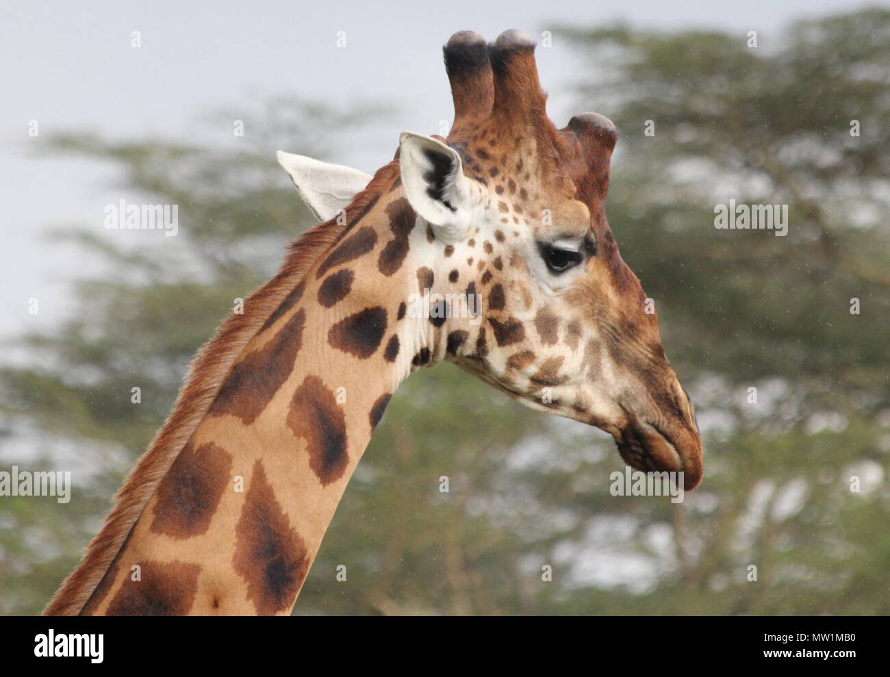 Head of the giraffe against green tree background Stock Photo