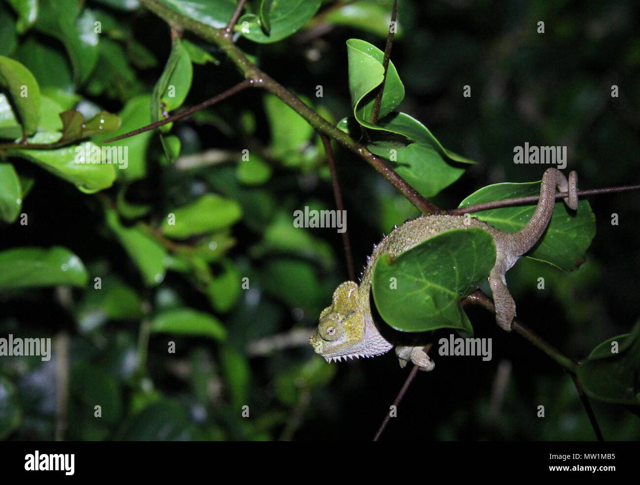 Chameleon sitting in a tree Stock Photo