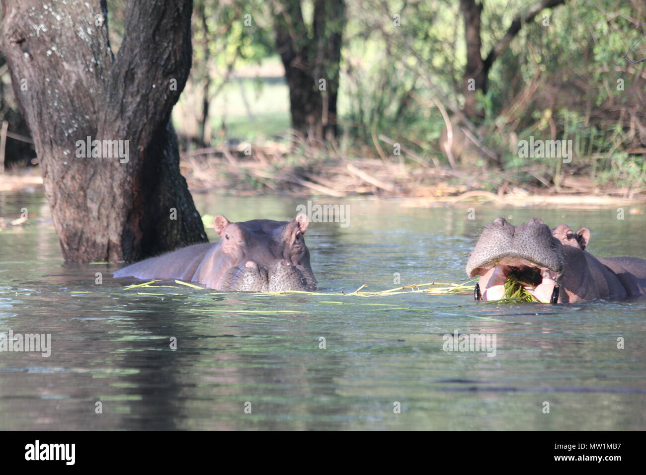 Hippopotamus eating hay in the water Stock Photo