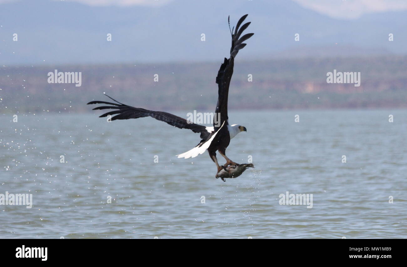 Eagle who just grabbed a fish in its claws Stock Photo