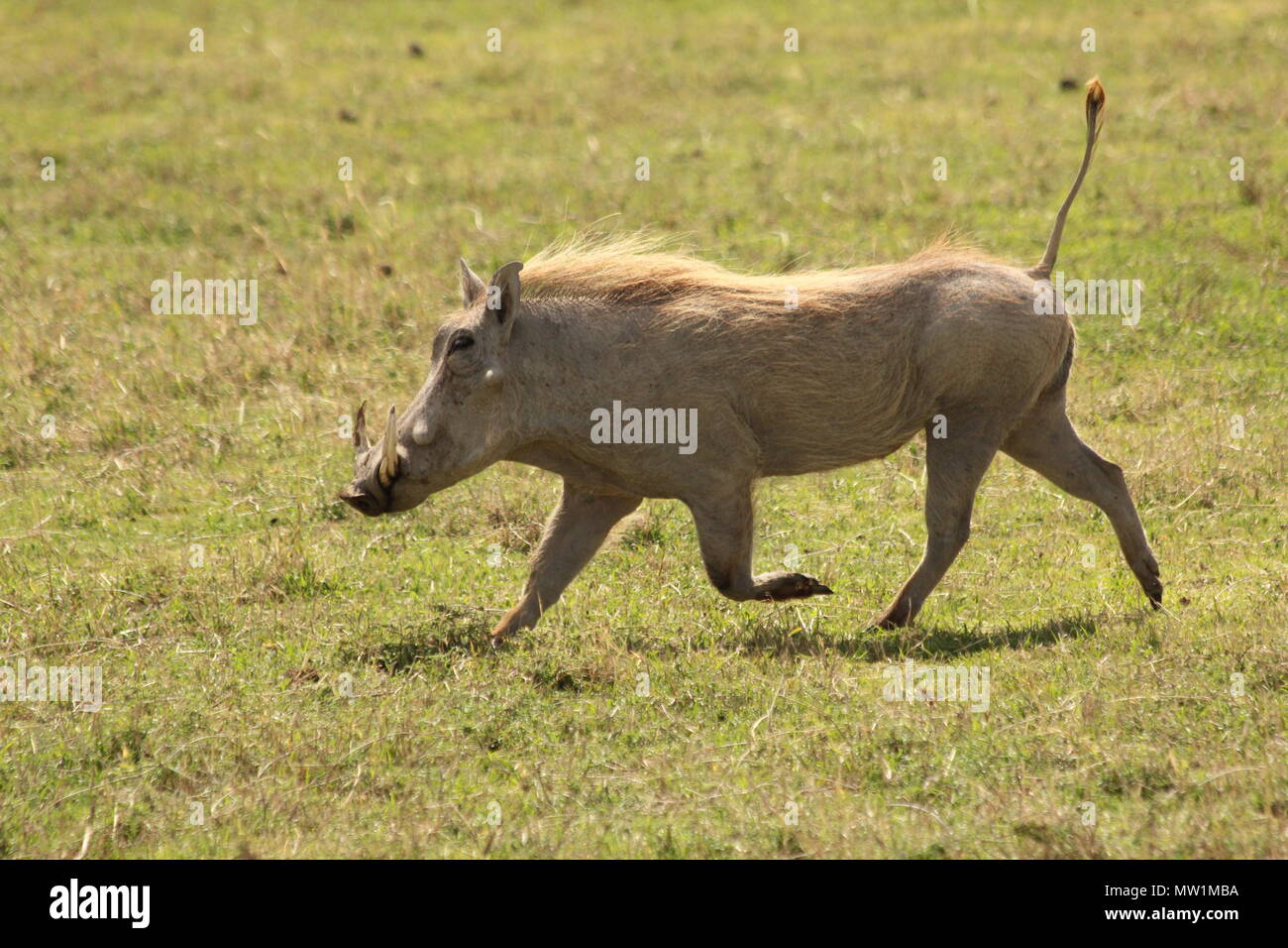 Wild boar running over the savannah Stock Photo