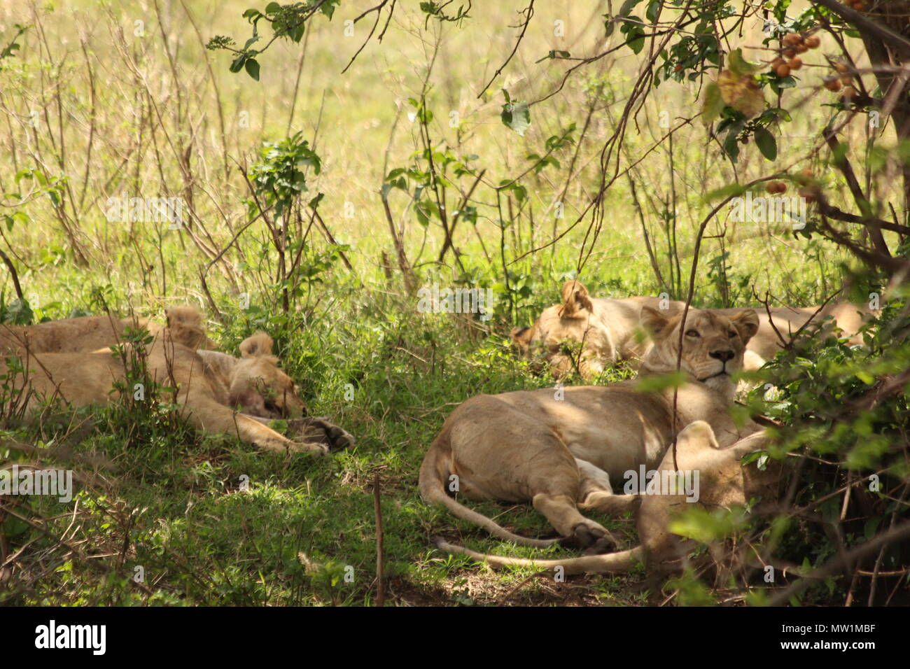 Pack of female lions resting between the grass Stock Photo