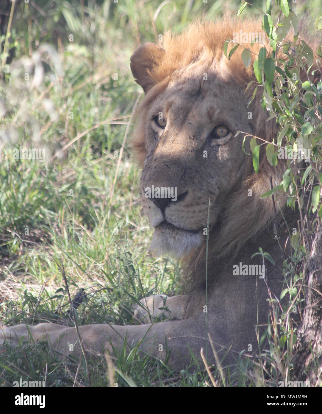 Male lion laying in the grass and looking Stock Photo