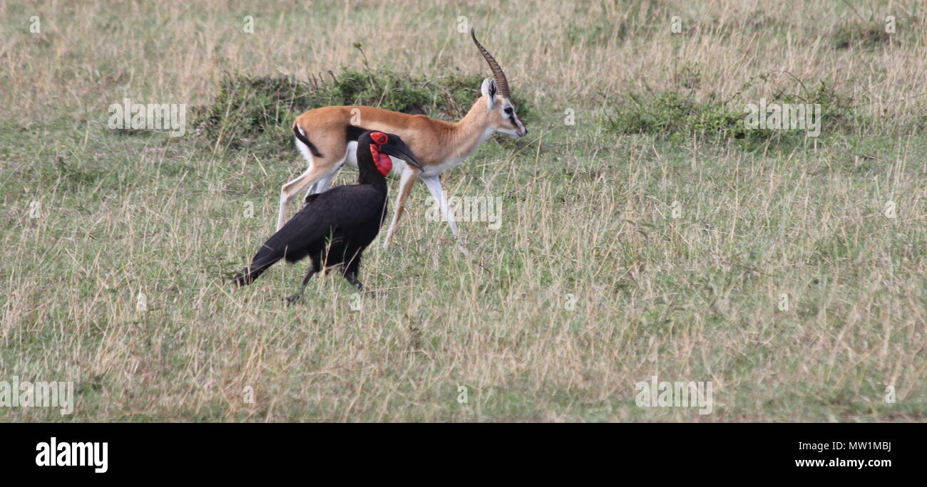 Impala and southern ground hornbill Stock Photo