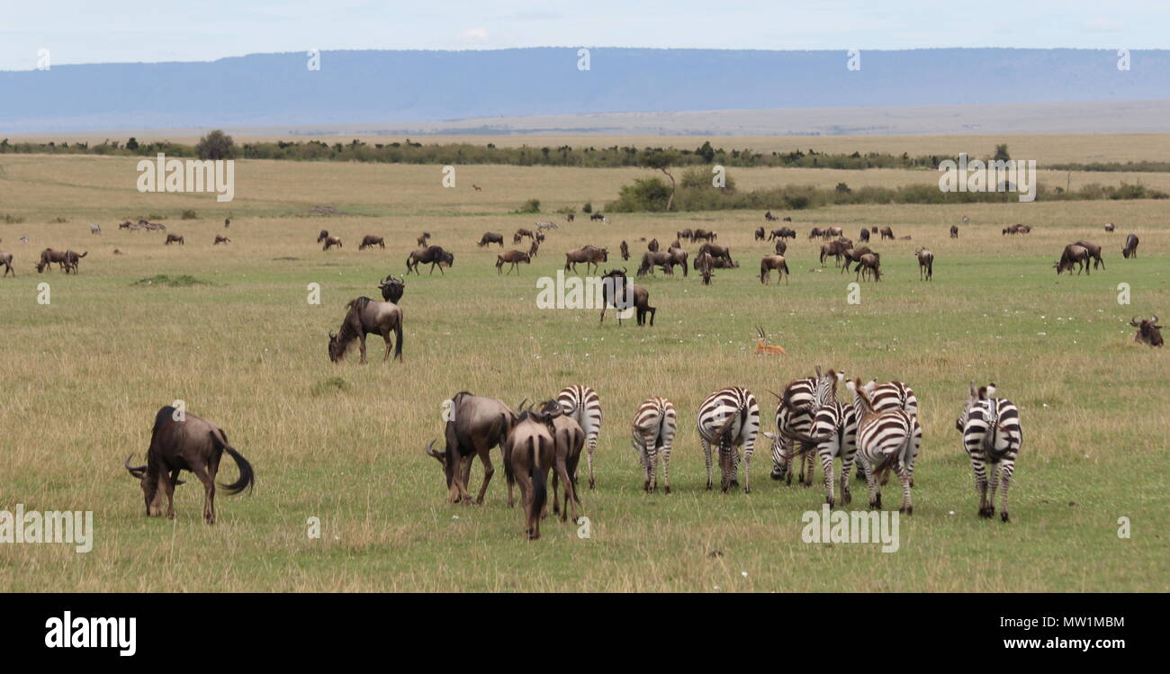 Zebras and wildebeests on the savannah in Africa Stock Photo