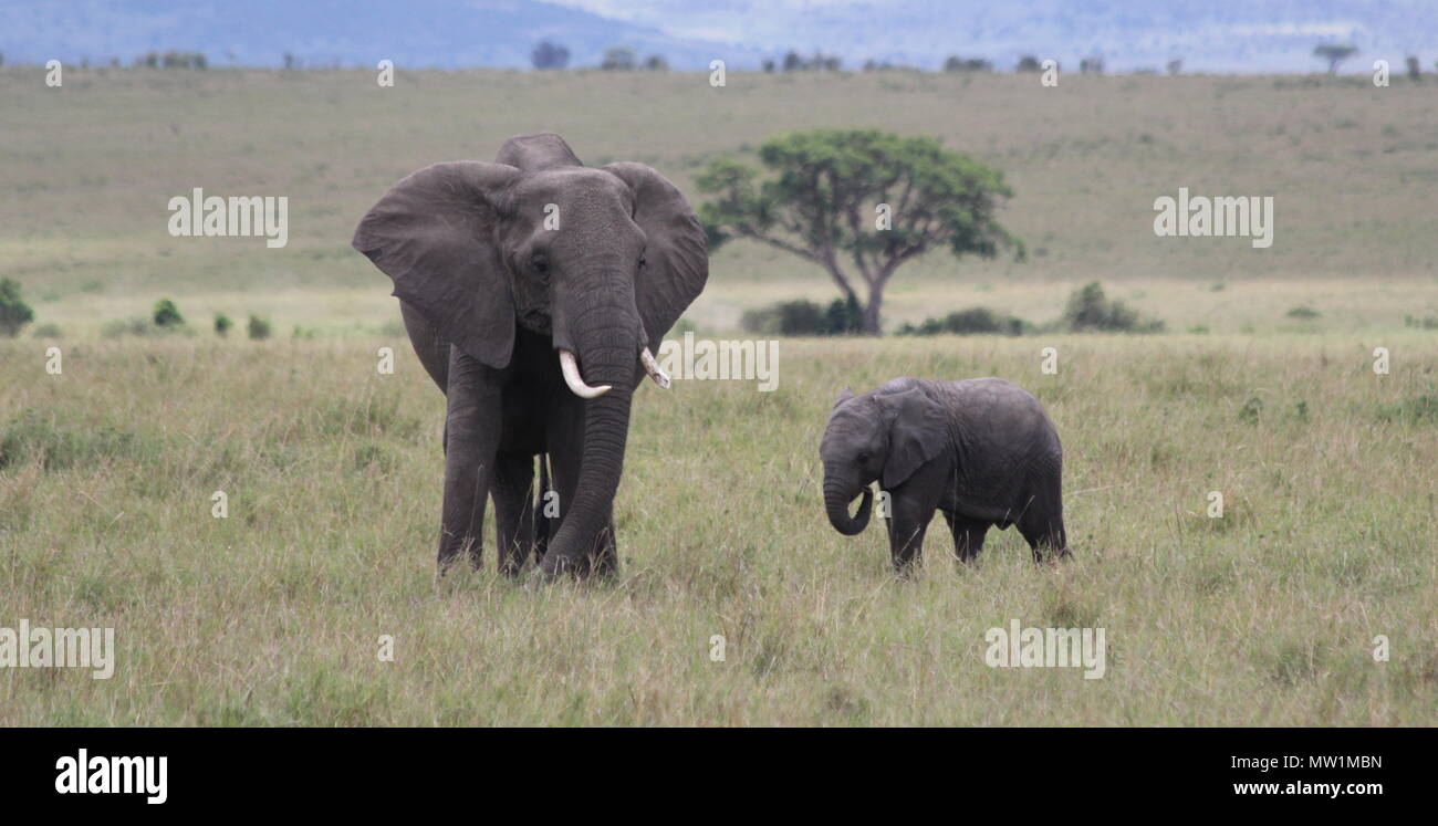 Elephant with young with tree in the background Stock Photo