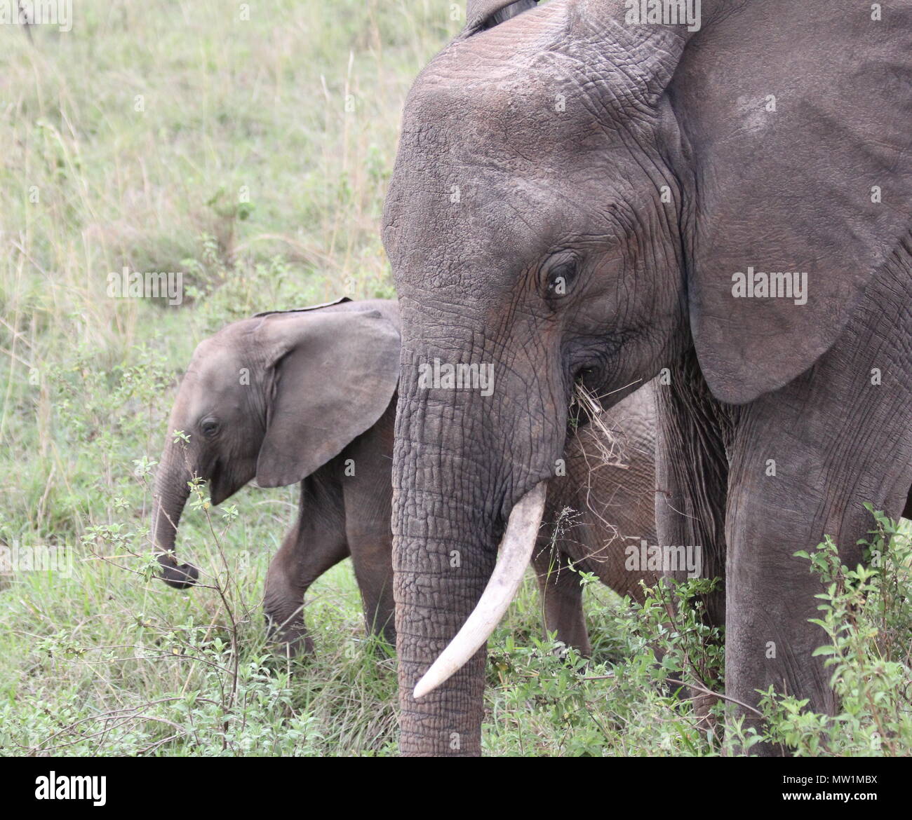 Elephant with young close to her Stock Photo