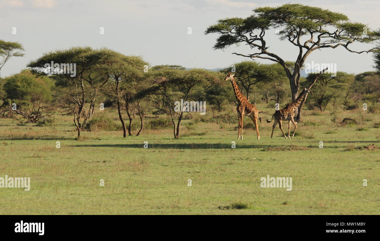 Giraffes on the African savannah Stock Photo