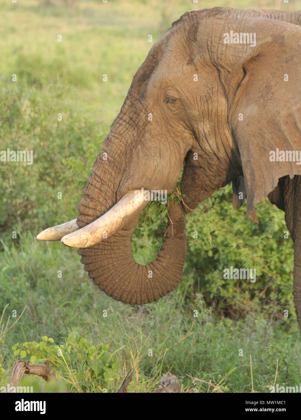 Elephant eating leafs and sticks Stock Photo