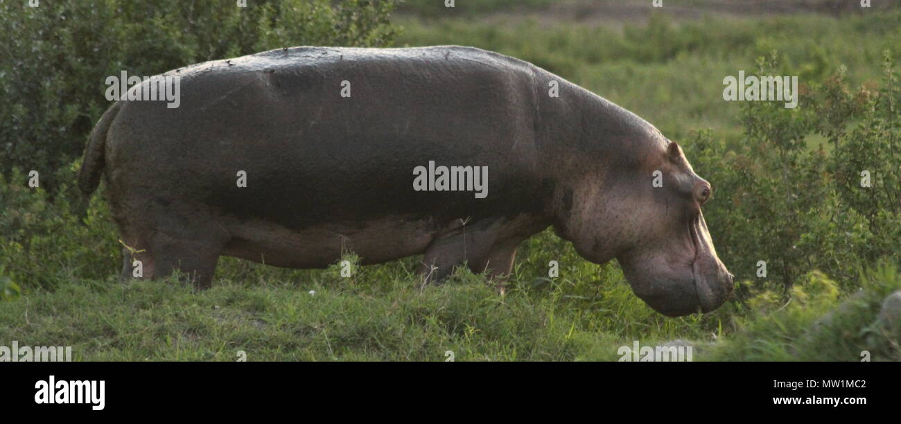Hippopotamus on land eating grass Stock Photo