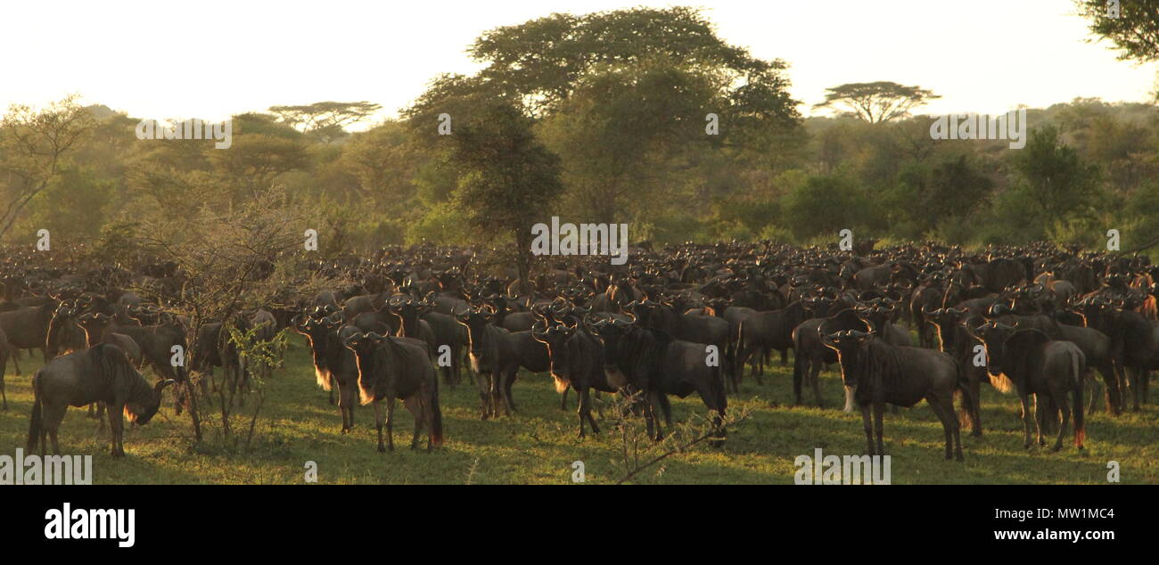Herd of wildebeest in African sunset Stock Photo
