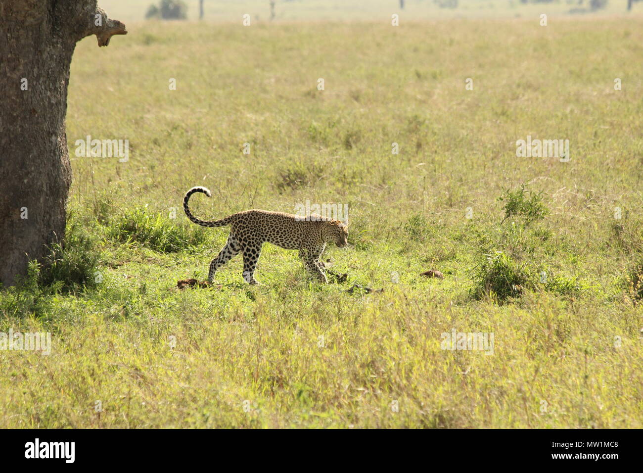 Leopard walking over the savannah Stock Photo