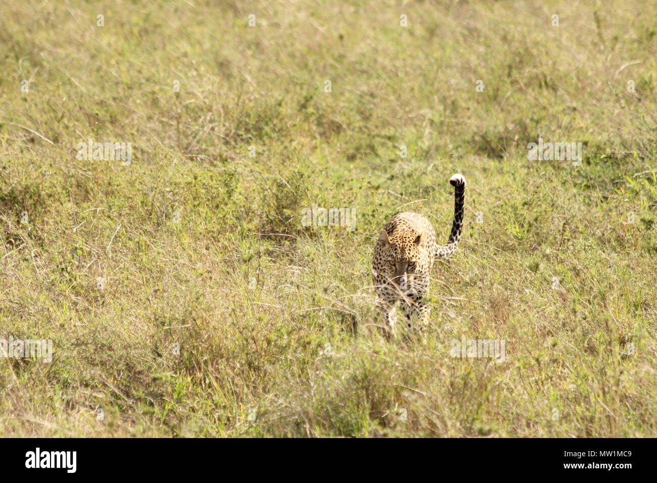 Leopard walking over the savannah Stock Photo