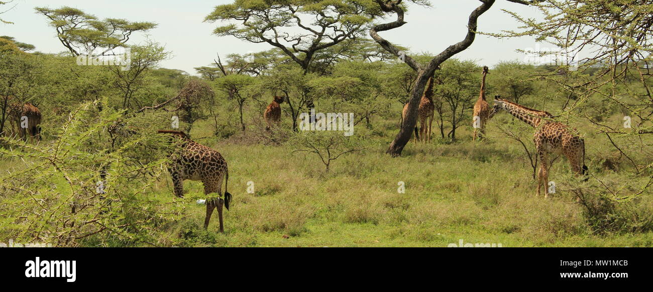Giraffes grazing on the African savannah Stock Photo