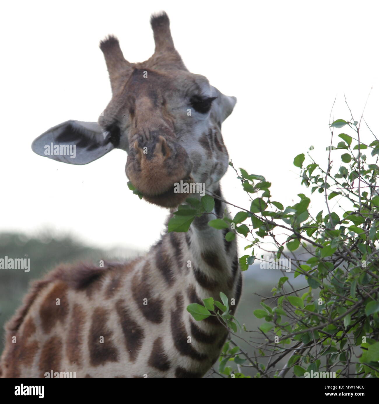 Giraffe eating green tree leafs Stock Photo