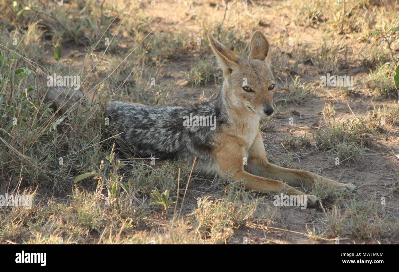 African fox laying on the ground Stock Photo