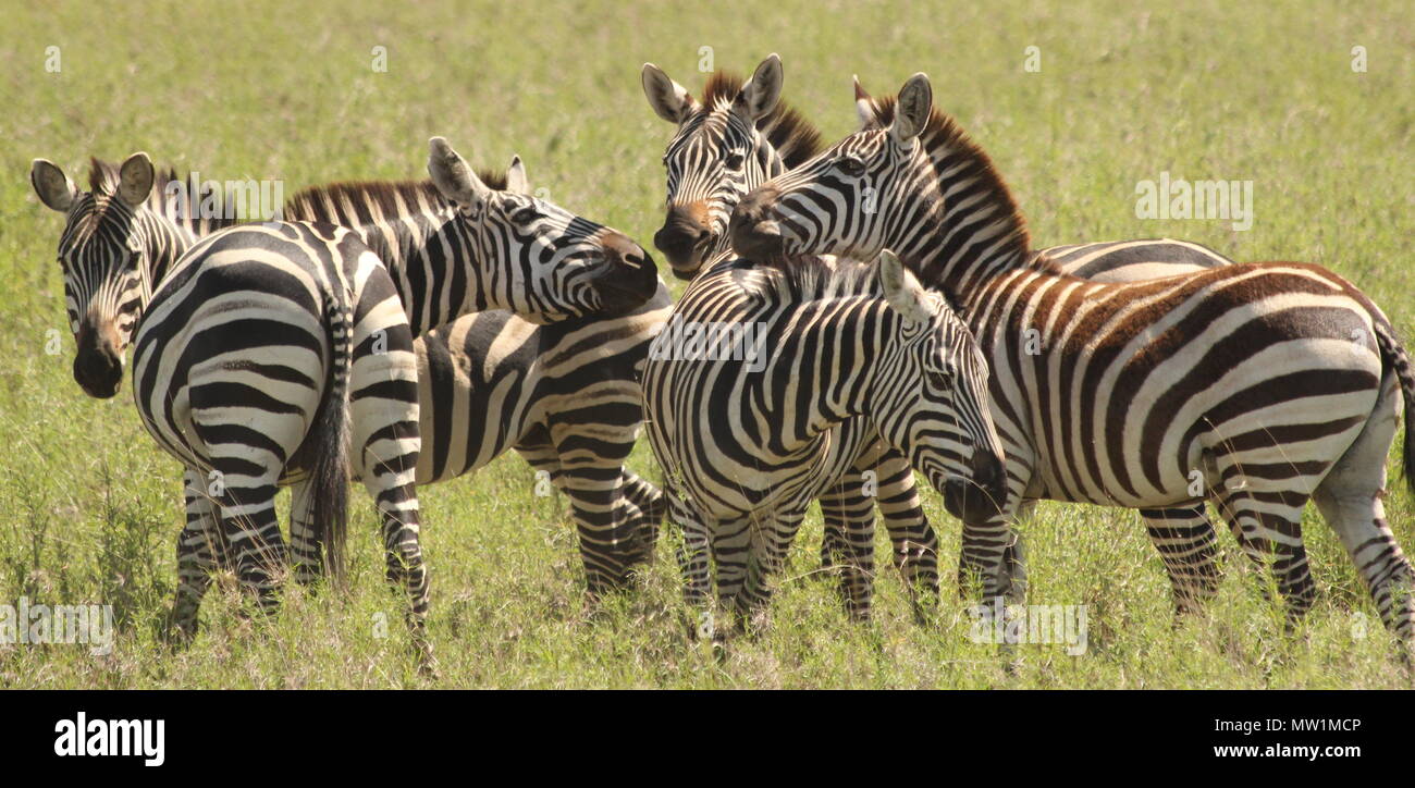 Pack of zebras in the grass Stock Photo