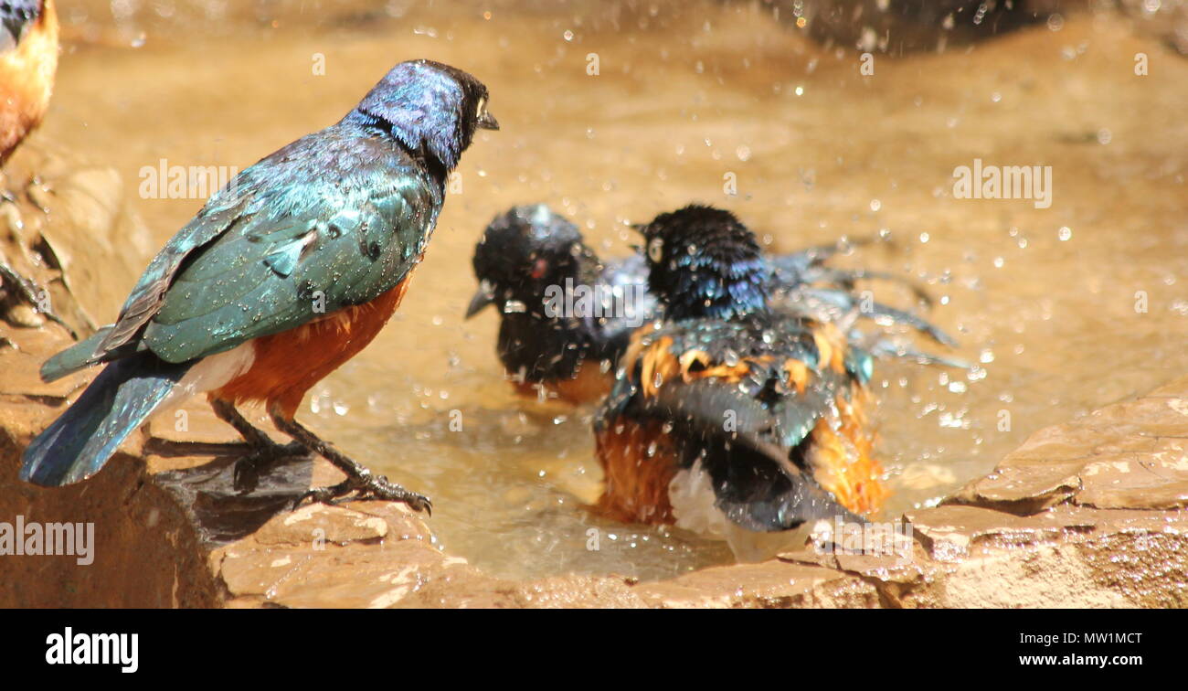 Flock of starling birds bathing Stock Photo