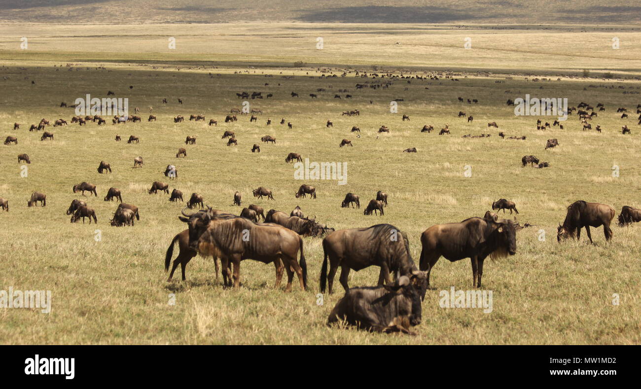 Wildebeest migration on the savannah Stock Photo