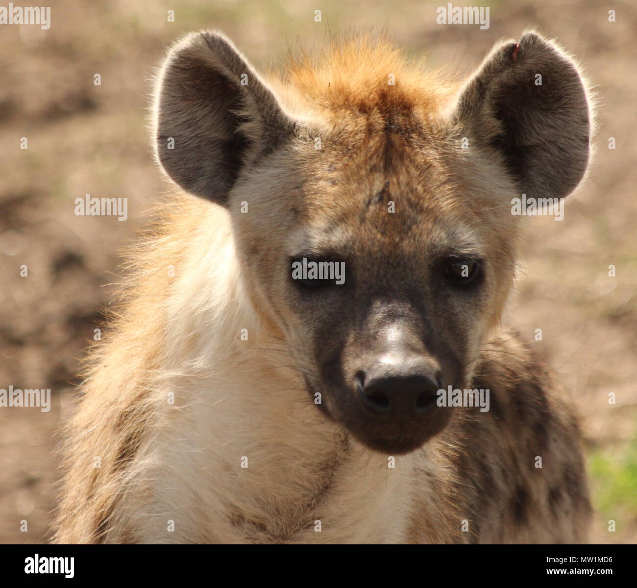 Face of a baby hyena Stock Photo