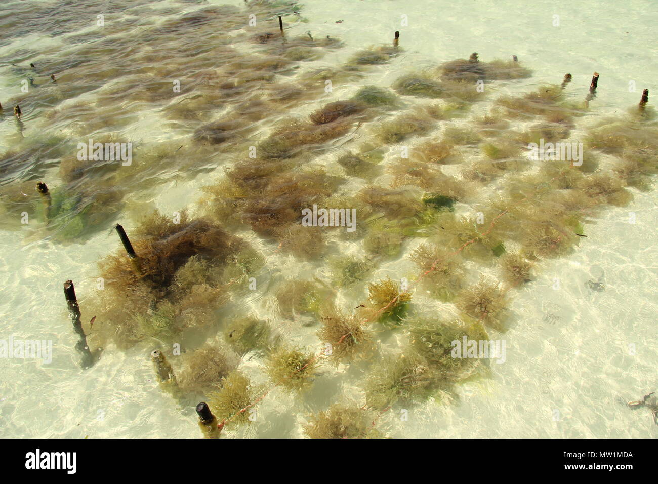 Seaweed farm near Paje on Zanzibar Stock Photo