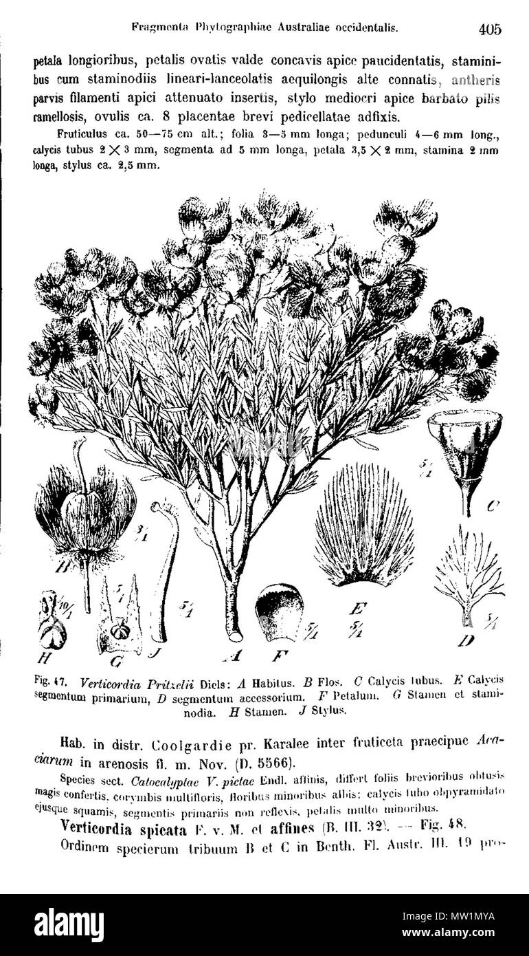 . Botanical illustrations of Verticordia pritzelii, showing characteristics of flowers, from . 1905. (L. Diels and E. Pritzel) Illustrator TBA 629 Verticordia Pritzel fig 47 Stock Photo