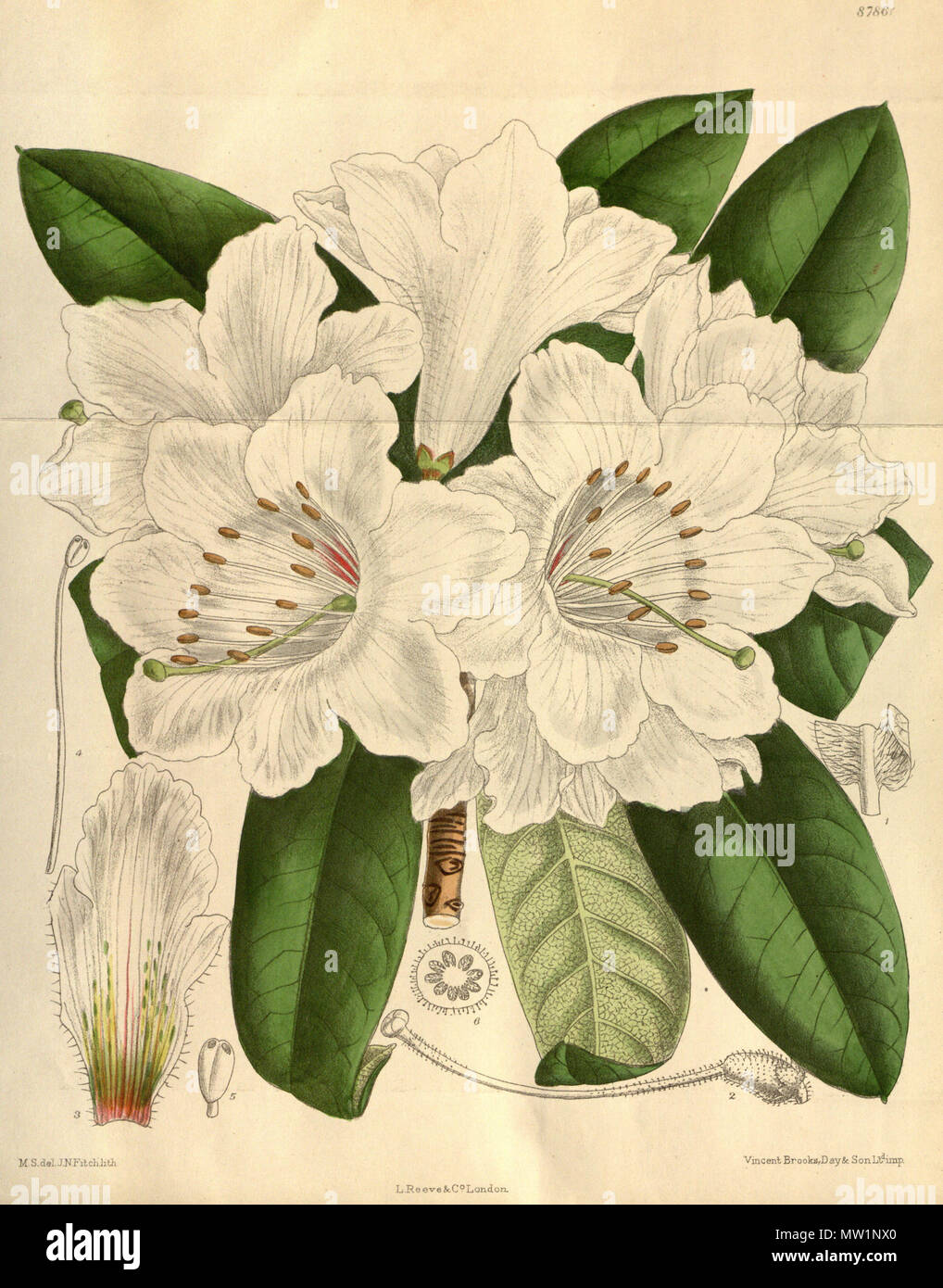 . Rhododendron auriculatum, Ericaceae . 1919. M.S. del., J.N.Fitch lith. 519 Rhododendron auriculatum 145-8786 Stock Photo