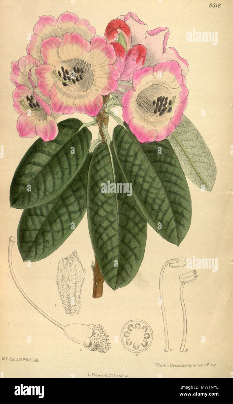 . Rhododendron haematocheilum (= Rhododendron oreodoxa), Ericaceae . 1913. M.S. del, J.N.Fitch, lith. 519 Rhododendron haematocheilum 139-8518 Stock Photo