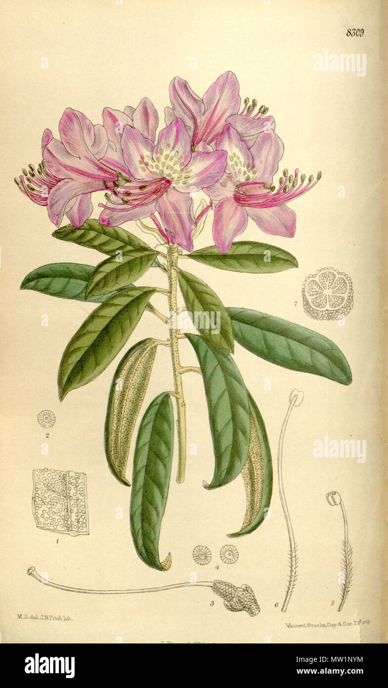 . Rhododendron harrovianum (= Rhododendron polylepis), Ericaceae . 1910. M.S. del., J.N.Fitch lith. 519 Rhododendron harrovianum 136-8309 Stock Photo