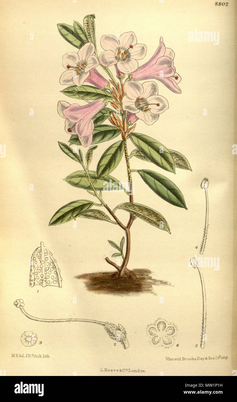 . Rhododendron oleifolium (= Rhododendron virgatum), Ericaceae . 1919. M.S. del., J.N.Fitch lith. 519 Rhododendron oleifolium 145-8802 Stock Photo