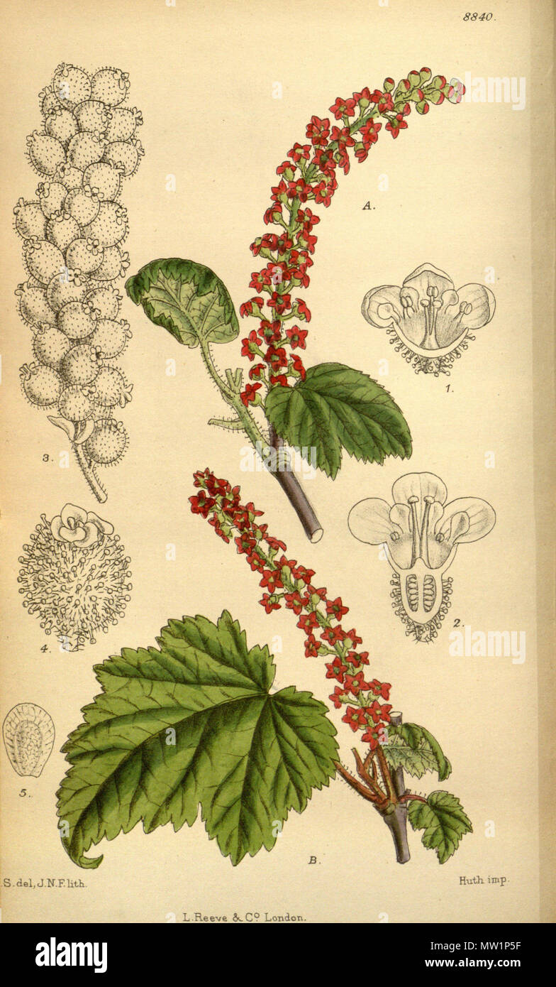 . Ribes jessoniae (= Ribes maximowiczii), Grossulariaceae . 1920. M.S. del., J.N.F. lith. 520 Ribes jessoniae 146-8840 Stock Photo