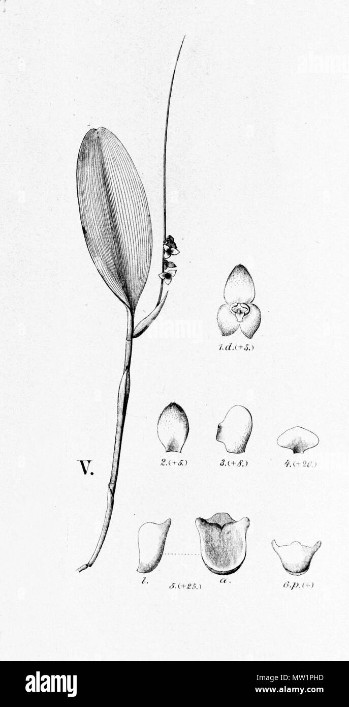 . Illustration of Stelis papaquerensis (as syn. Stelis penduliflora) . between 1893 and 1896. Alfred Cogniaux (1841 - 1916) 575 Stelis papaquerensis (as Stelis penduliflora)- cutout from Fl.Br. 3-4-81 Stock Photo