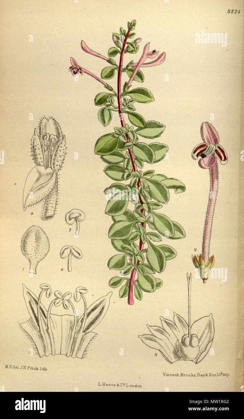 . Thorncroftia longiflora, Lamiaceae . 1919. M.S. del., J.N.Fitch lith. 605 Thorncroftia longiflora 145-8824 Stock Photo