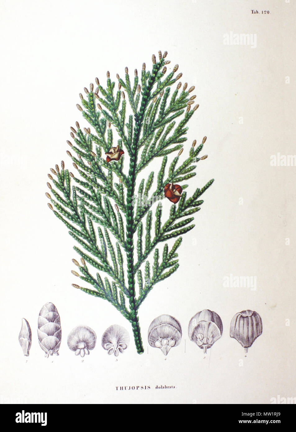 Zuccarini hires stock photography and images Alamy