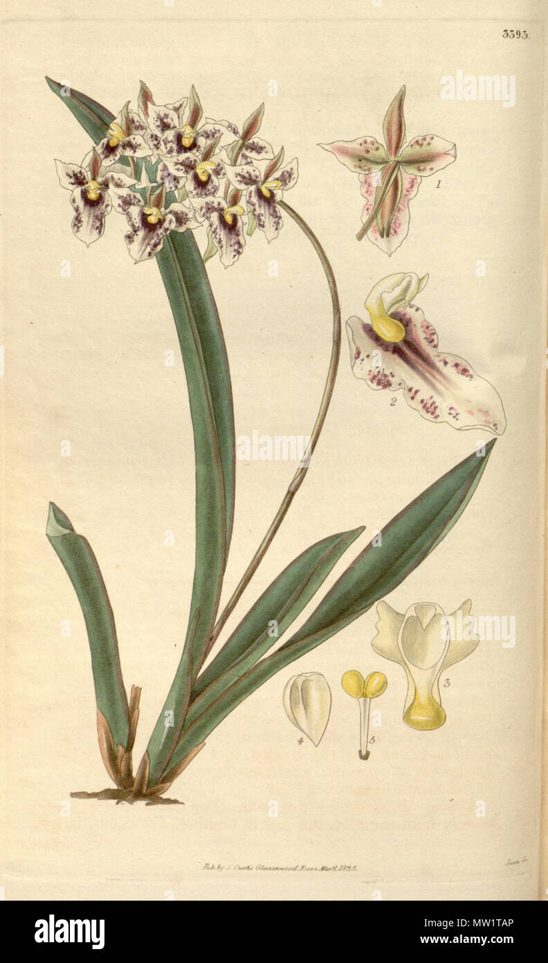. Illustration of Tolumnia triquetra (as syn. Oncidium triquetrum) . 1835. Drawing probably by William Jackson Hooker (1785—1865), editor of the New Series, Swan sc. 609 Tolumnia triquetra (as Oncidium triquetrum) - Curtis' 62 (N.S. 9) pl. 3393 (1835) Stock Photo