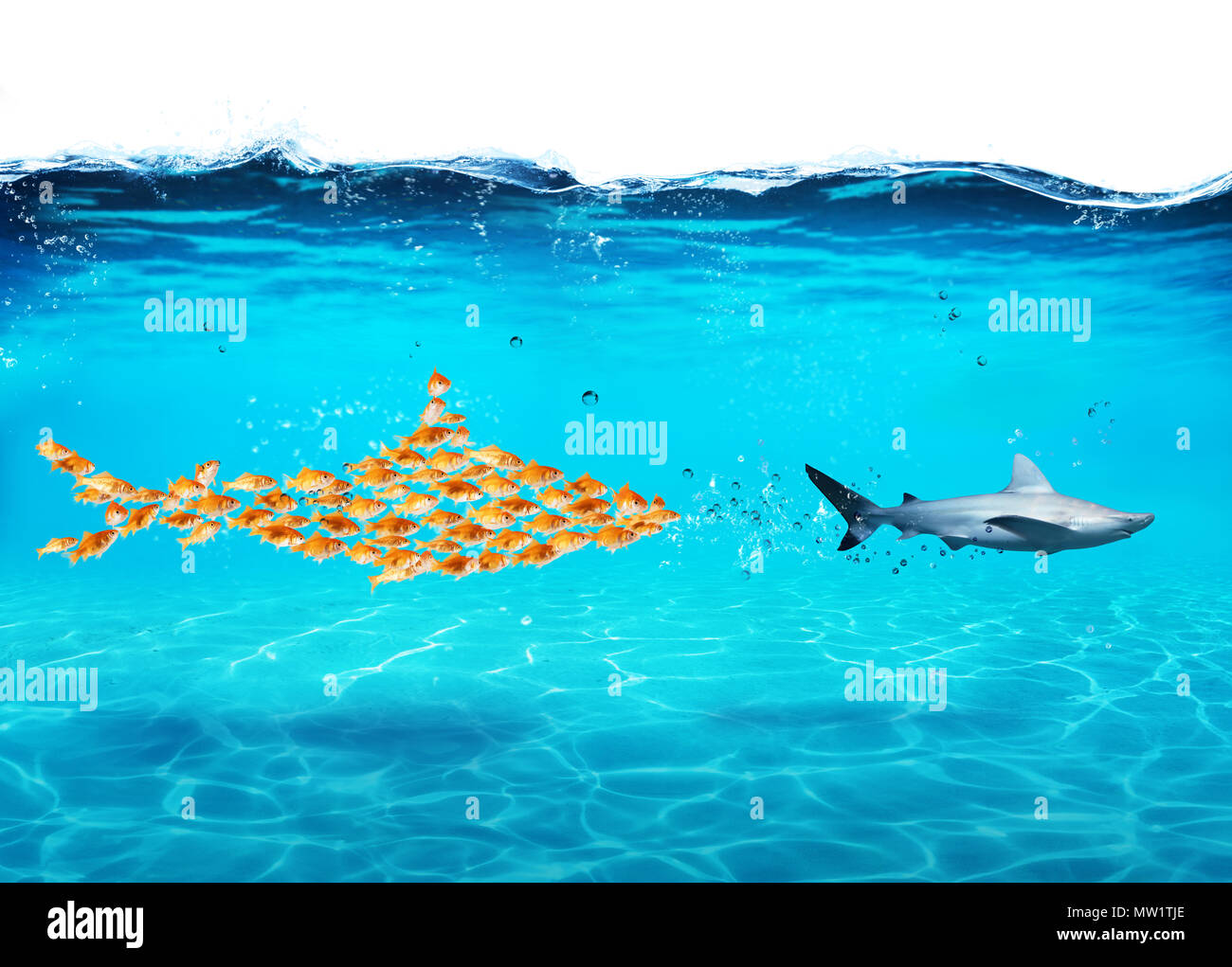 Big shark made of goldfishes attack a real shark. Concept of unity is strength, teamwork and partnership Stock Photo