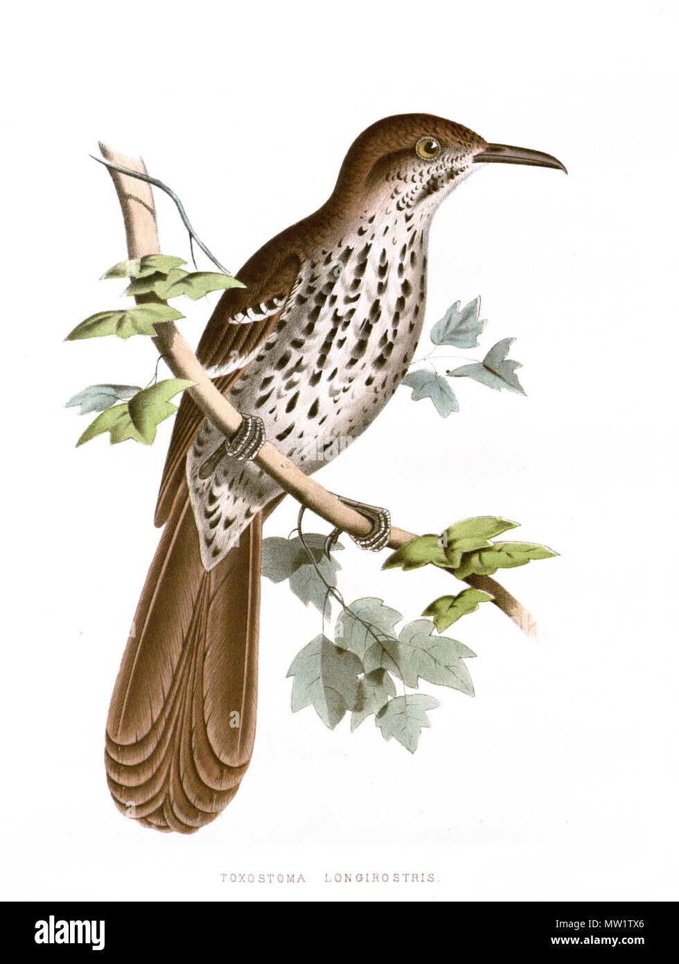 . English: Adult Long-billed Thrasher, Toxostoma longirostre senetti, illustration from Birds of the Boundary Deutsch: Langschnabel-Spottdrossel (Toxostoma Longirostre) . 1860. Painting by Spencer F. Baird Scan or photo by Earwig (talk page in German) 612 Toxostoma longirostre Boundary Survey Painting Stock Photo