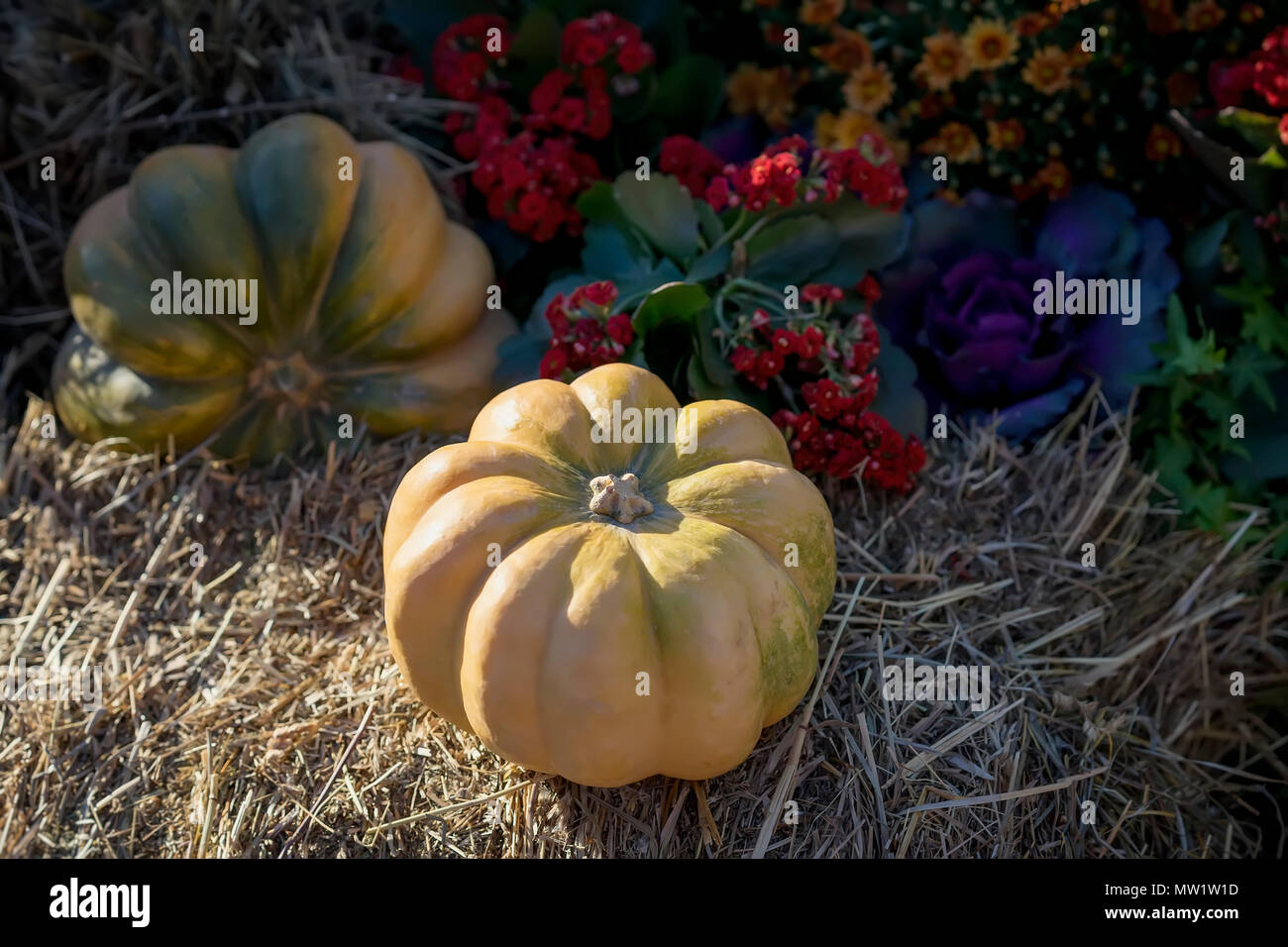 Real organic pumpkins and flowers. Warm sunny autumn evening. Harvest , Thanksgiving Day concept Stock Photo