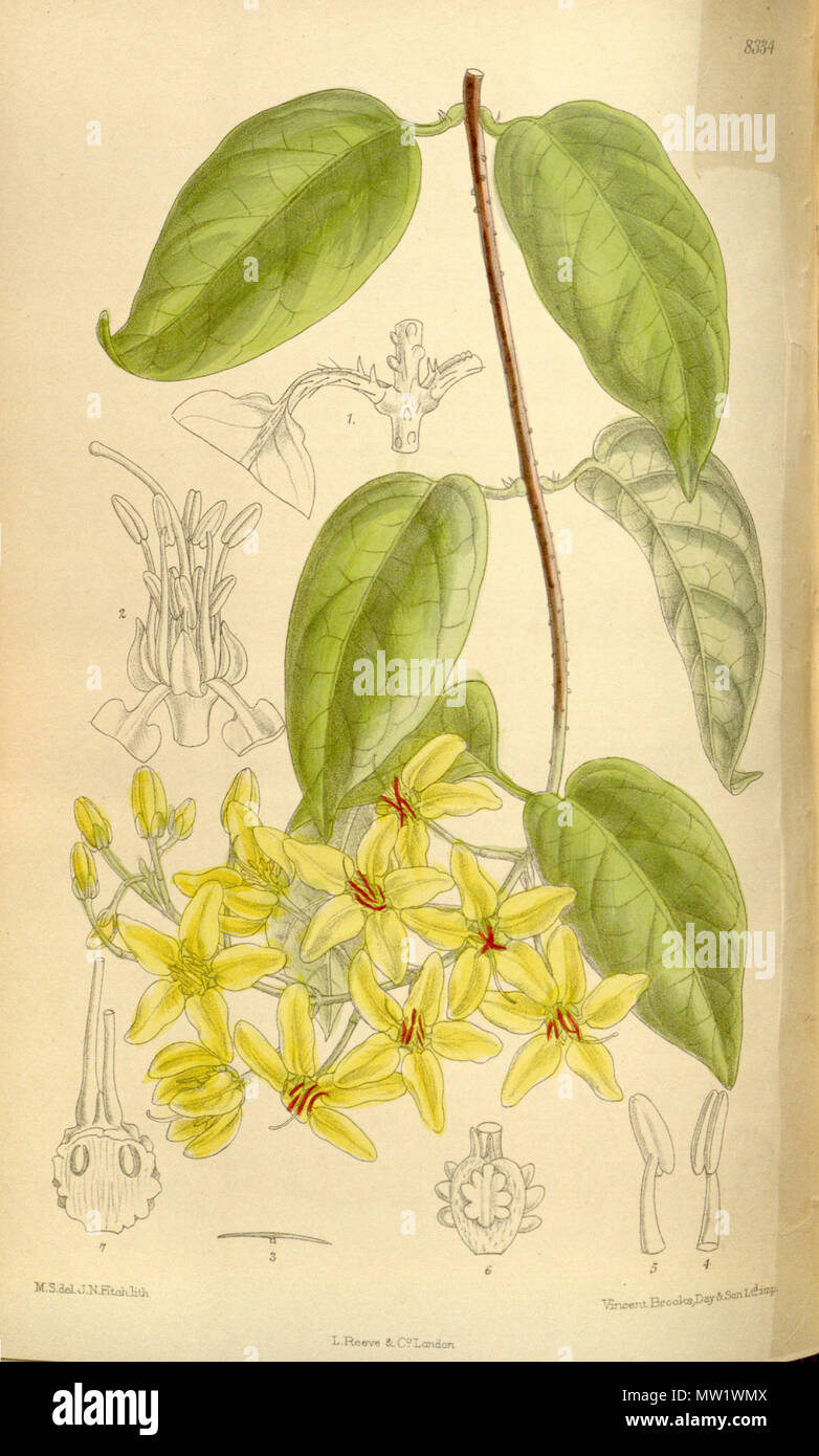 . Tristellateia australis (= Tristellateia australasiae), Malpighiaceae . 1910. M.S. del., J.N.Fitch lith. 615 Tristellateia australis 136-8334 Stock Photo
