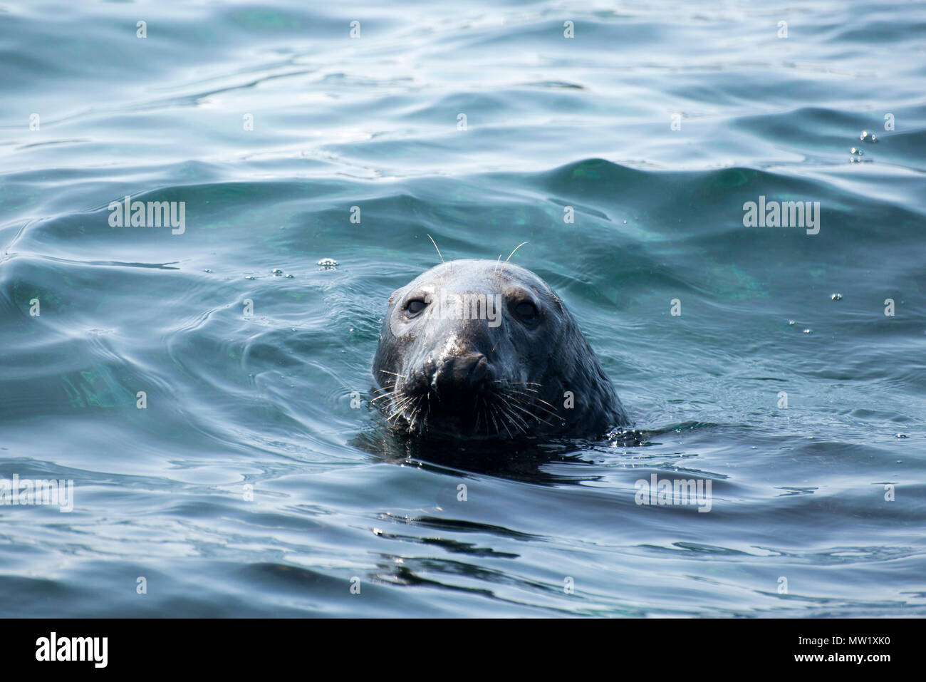 curious Grey seal Stock Photo - Alamy