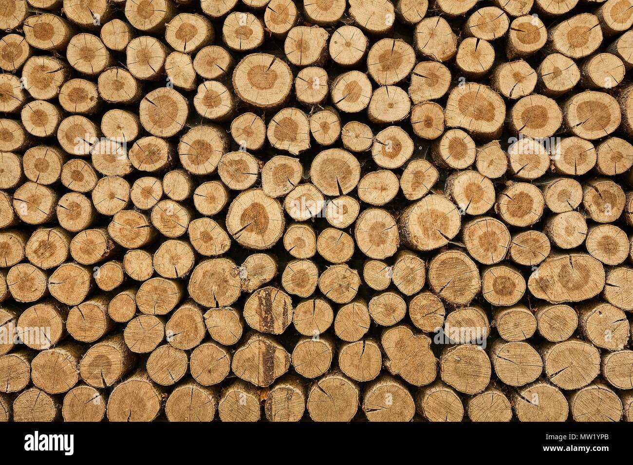 Log wood pile Stock Photo