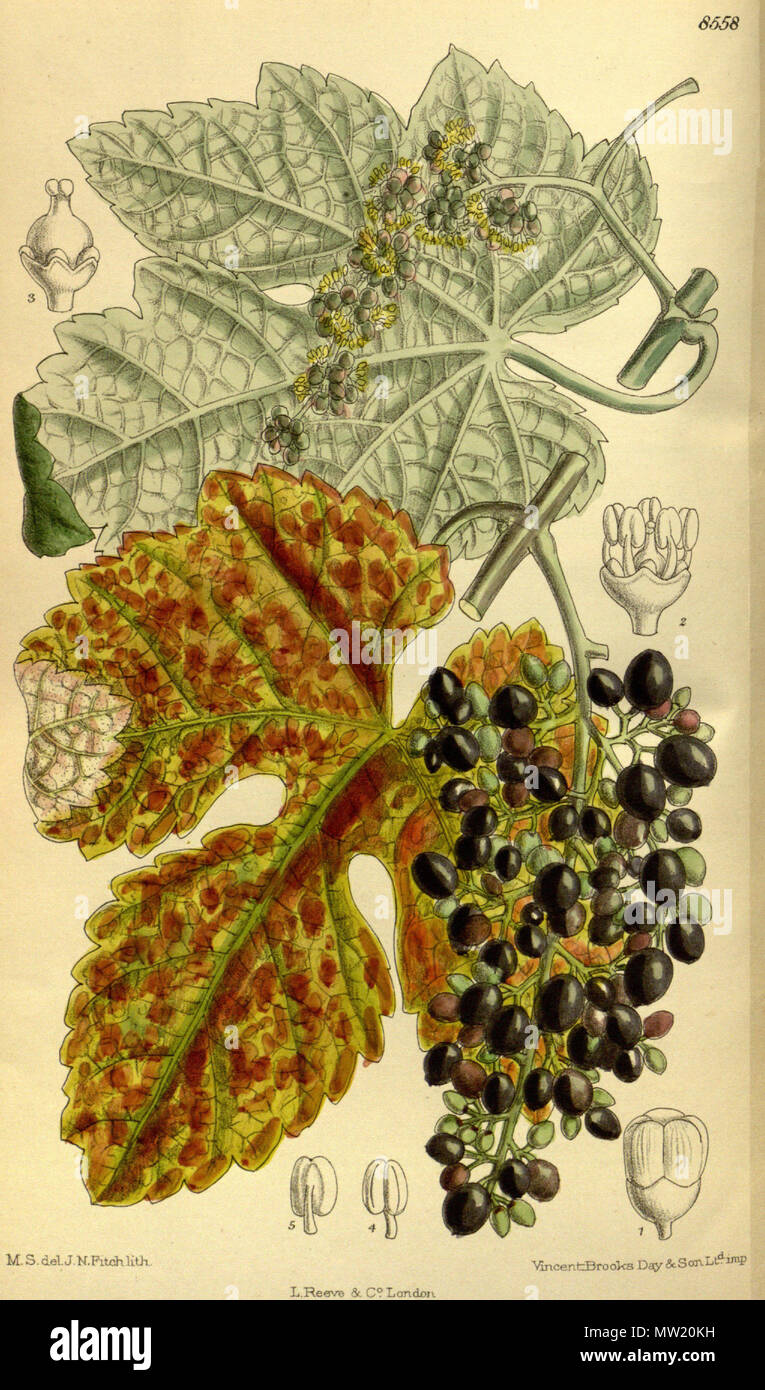 . Vitis thunbergii (= Vitis ficifolia), Vitaceae . 1914. M.S. del., J.N.Fitch lith. 635 Vitis thunbergii 140-8558 Stock Photo
