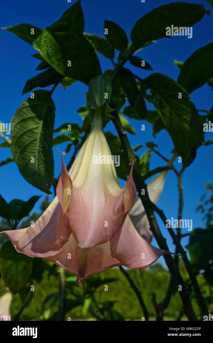 Saint Andrews, New Brunswick, Canada: Angel’s Trumpet (Brugmansia) at the Kingsbrae Botanical Gardens. Stock Photo