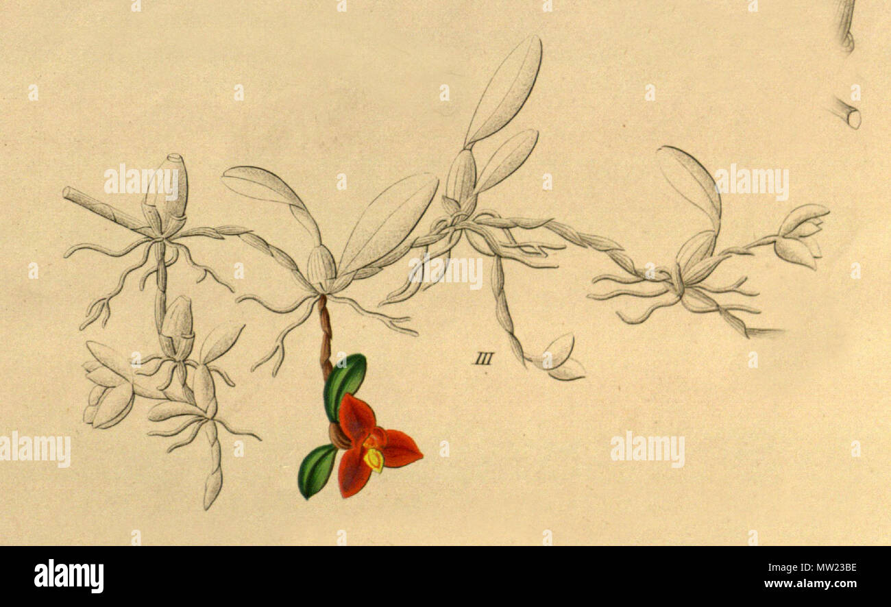 . Illustration of Maxillaria sophronitis (as syn. Ornithidium sophronitis ) . 1858. Heinrich Gustav Reichenbach (1823-1889) 408 Maxillaria sophronitis (as Ornithidium sophronitis) - fig. III from Xenia vol 1 pl 84 (1858) Stock Photo
