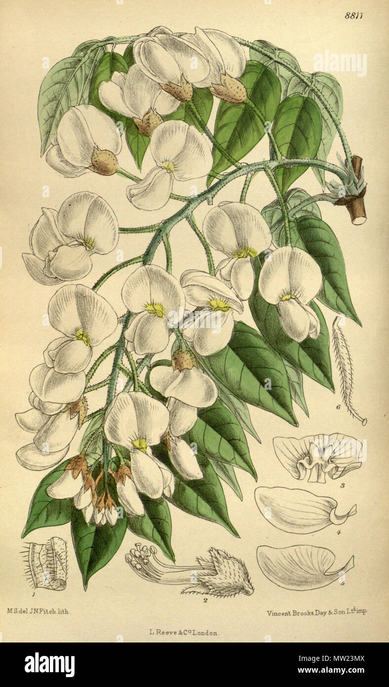 . Wisteria venusta (= Wisteria brachybotrys), Fabaceae . 1919. M.S. del., J.N.Fitch lith. 651 Wistaria venusta 145-8811 Stock Photo