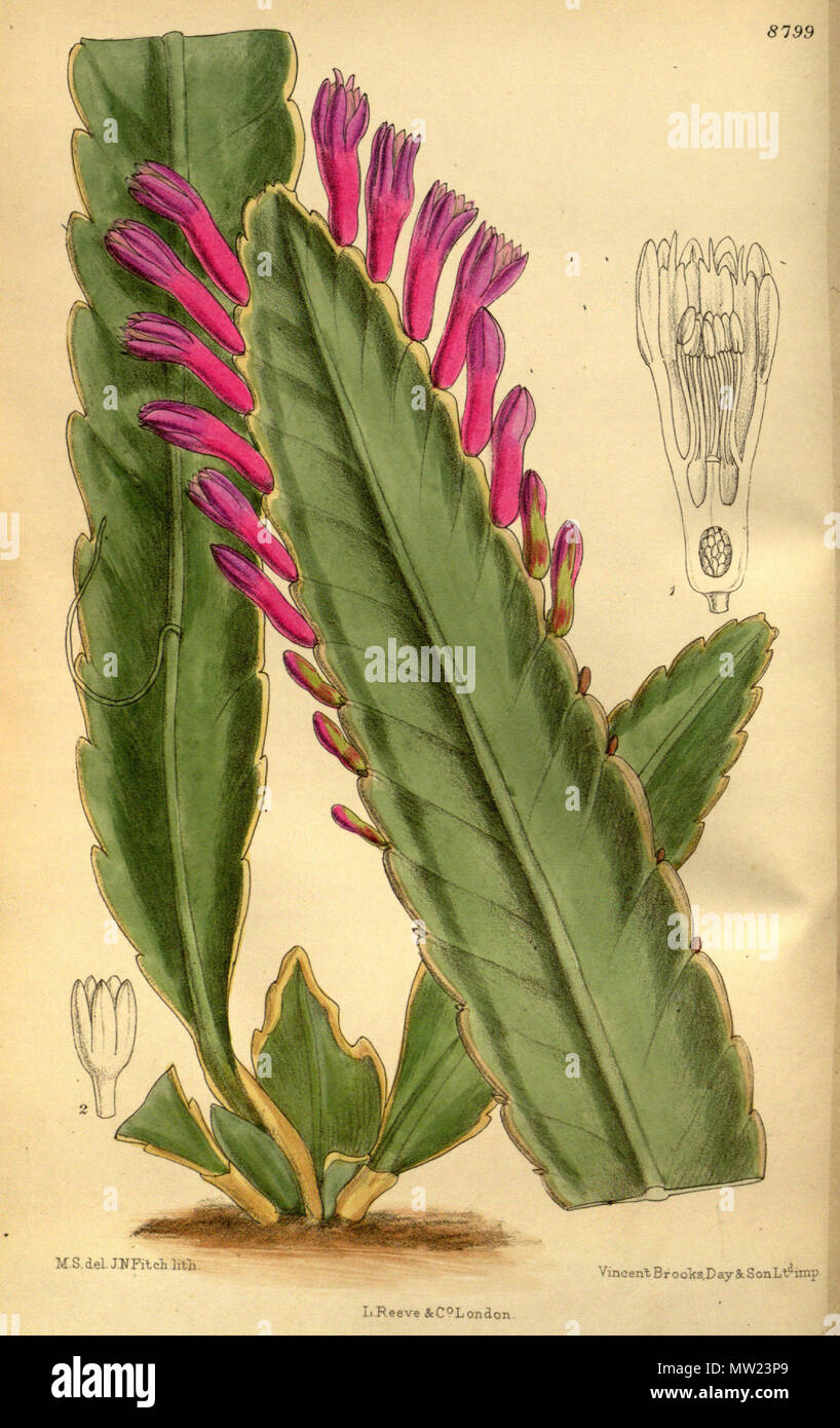 . Wittia panamensis (= Pseudorhipsalis amazonica subsp. panamensis), Cactaceae . 1919. M.S. del., J.N.Fitch lith. 651 Wittia panamensis 145-8799 Stock Photo