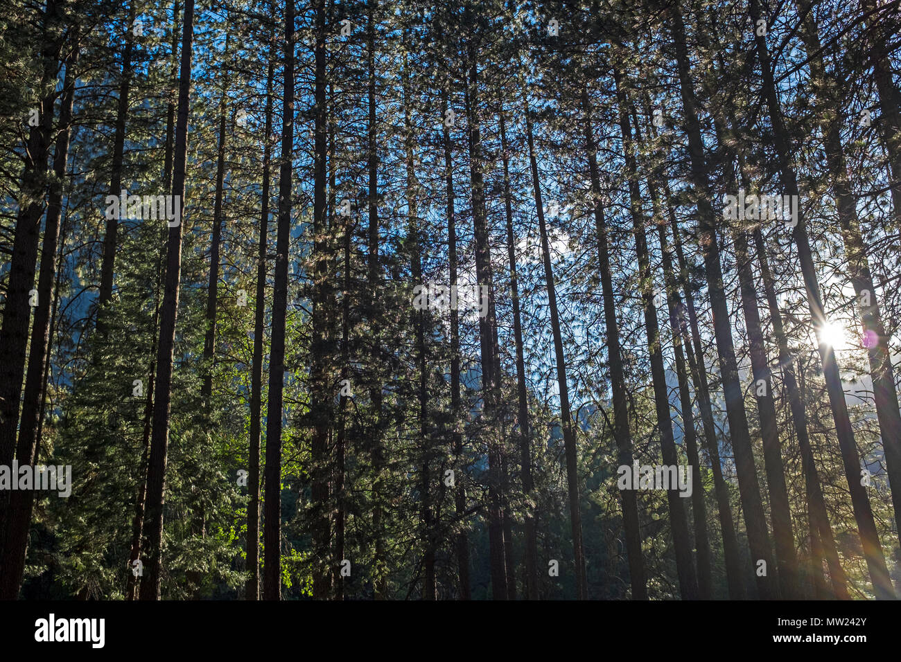 A view of different trees in National parks Stock Photo Alamy