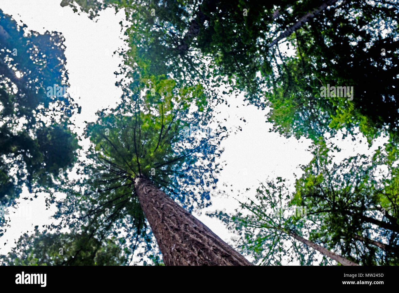 A view of different trees in National parks Stock Photo Alamy